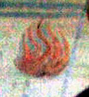 fuoco